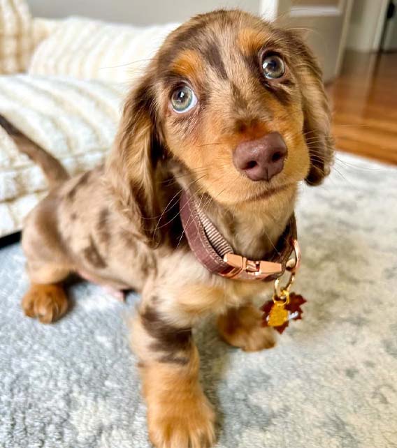 Dachshund Puppy