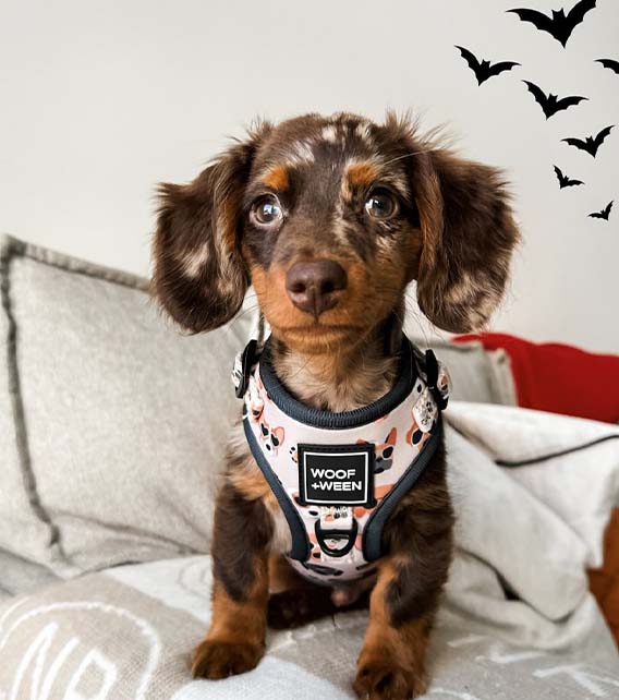 Dachshund Puppy