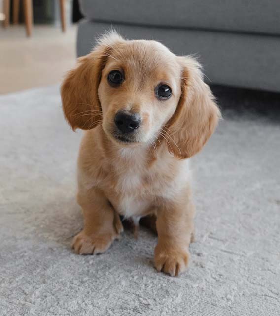 Dachshund Puppy