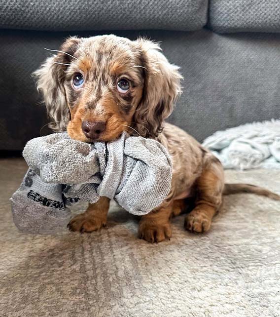 Dachshund Puppy