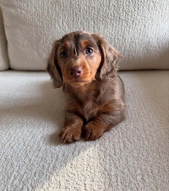 Dachshund Puppy