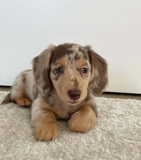 Dachshund Puppy