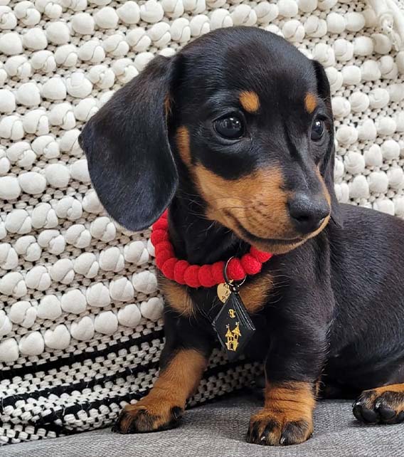 Dachshund Puppy