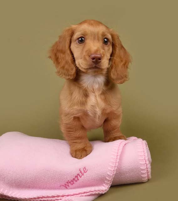 Dachshund Puppy