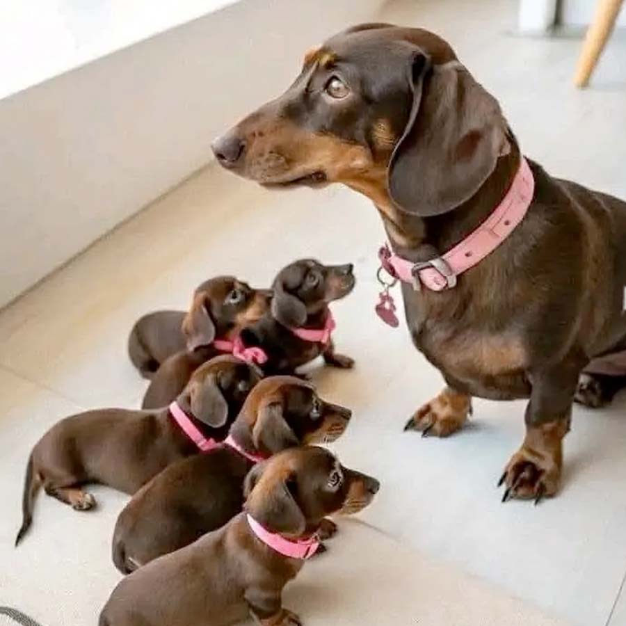 Dachshund Puppy