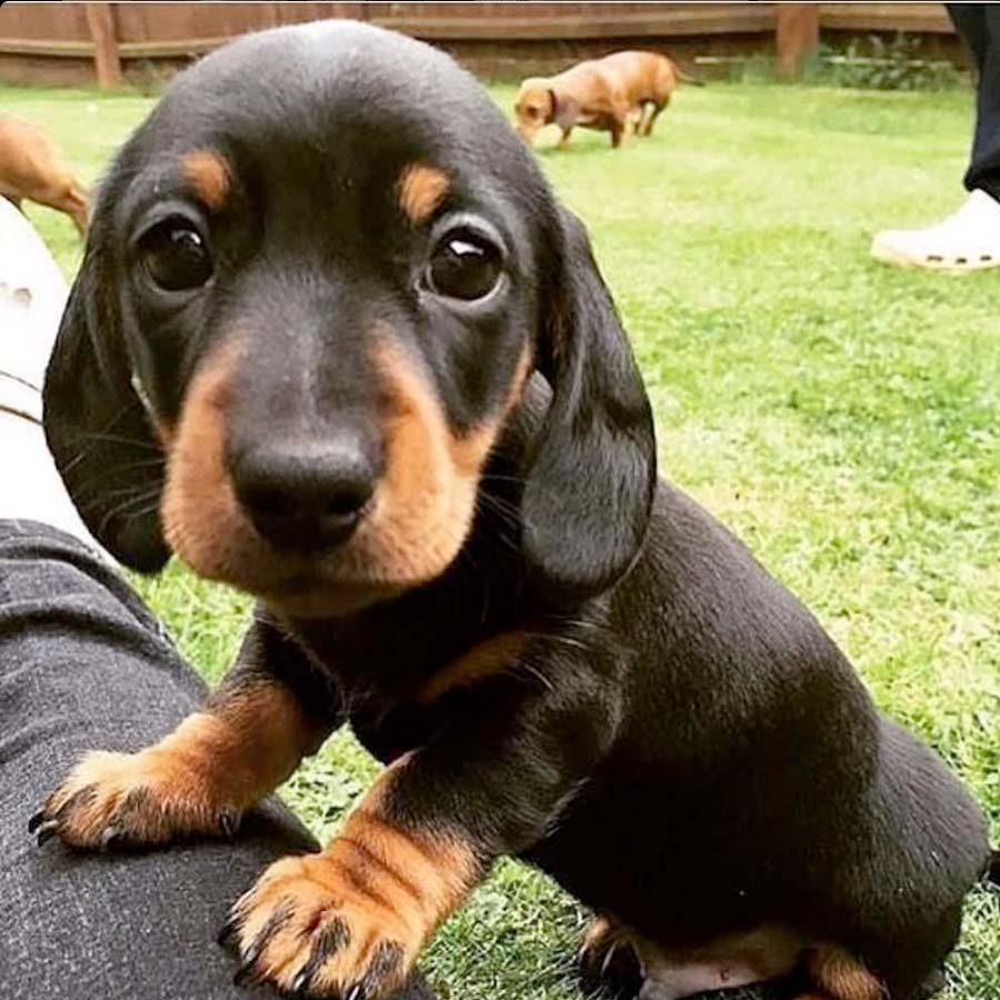 Dachshund  Puppy